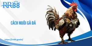 Cách Nuôi Gà Đá - Bí Quyết Luyện Chiến Kê Sung Mãn